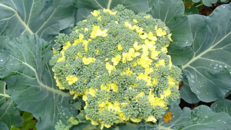 What to do if broccoli blooms and how to properly grow cabbage to prevent it
