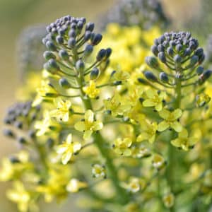 What to do if broccoli blooms and how to properly grow cabbage to prevent it