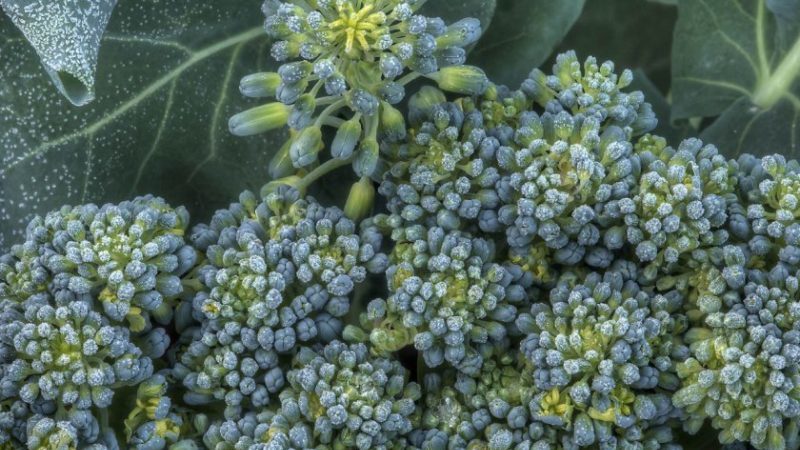 What to do if broccoli blooms and how to properly grow cabbage to prevent it