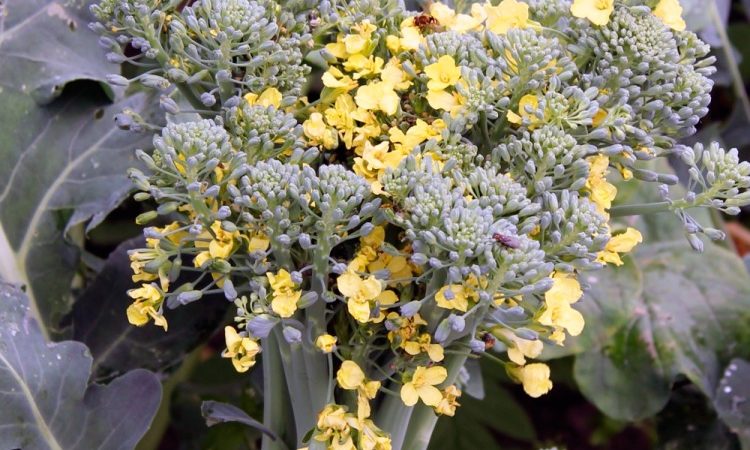What to do if broccoli blooms and how to properly grow cabbage to prevent it