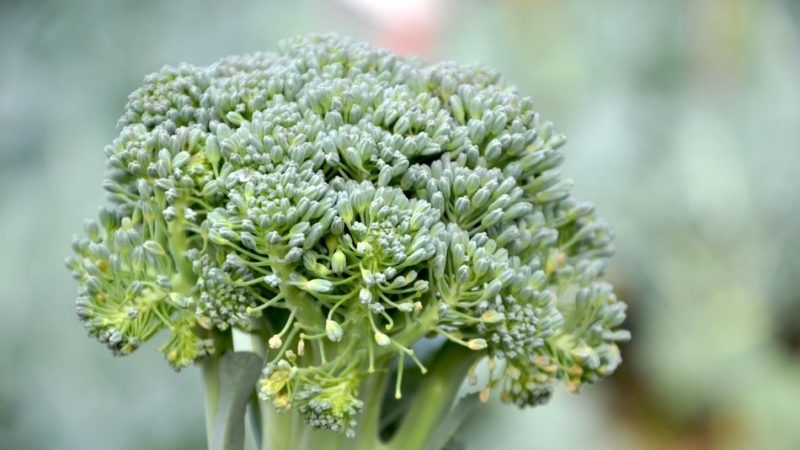 What to do if broccoli blooms and how to properly grow cabbage to prevent it
