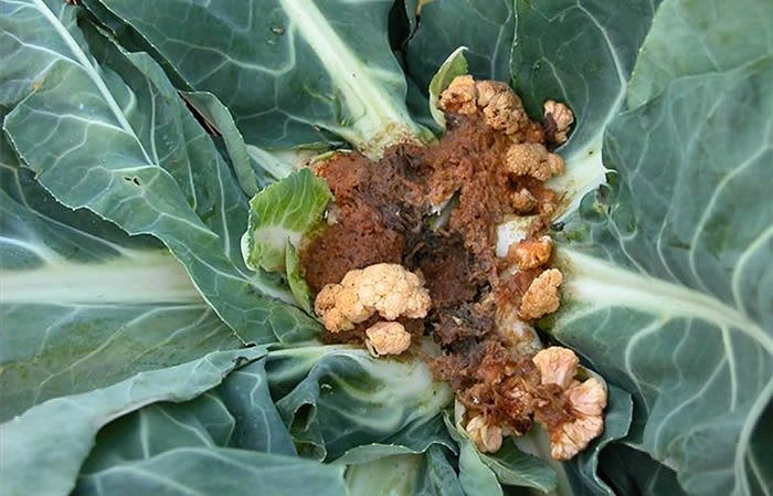 Diseases and pests on cauliflower and methods of combating them
