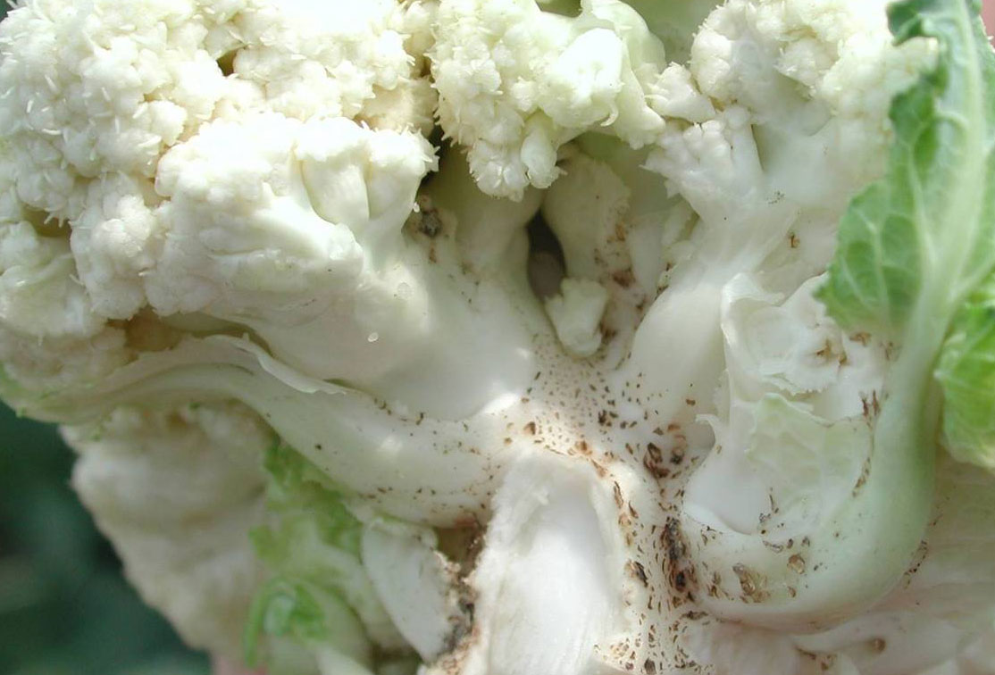 Diseases and pests on cauliflower and methods of combating them