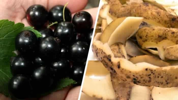 How and what to feed currants in June: the best fertilizers and rules for their application