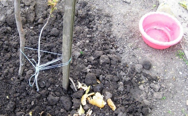 The best fertilizer for currants: potato peelings