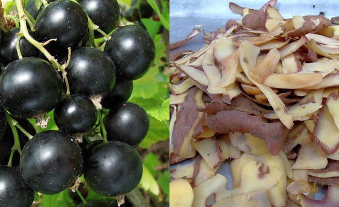 The best fertilizer for currants: potato peelings