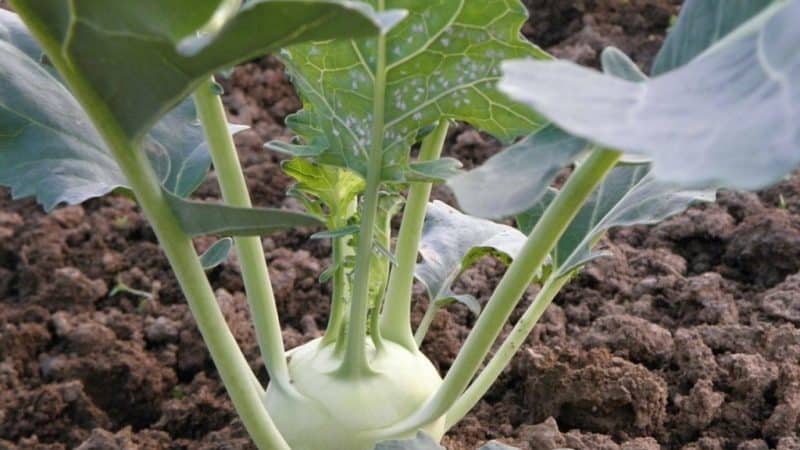 Kohlrabi cabbage beneficial properties and contraindications