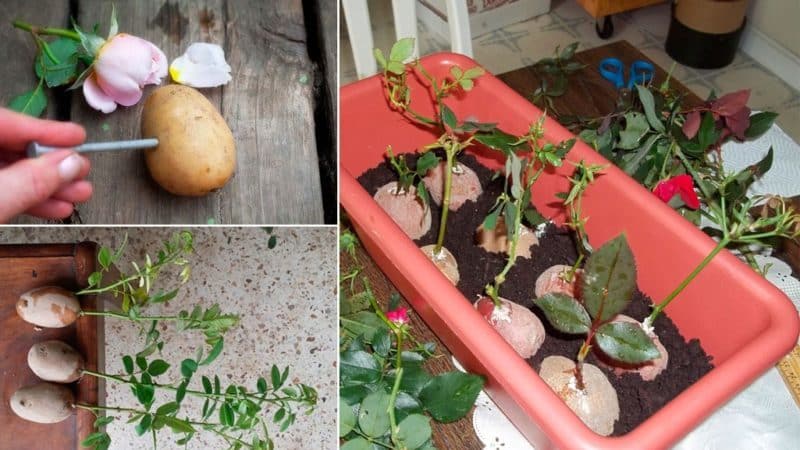 A guide to cutting roses in the fall at home for beginning gardeners