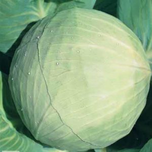 Universal cabbage variety Snow White with excellent taste