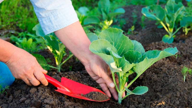 Universal cabbage variety Snow White with excellent taste