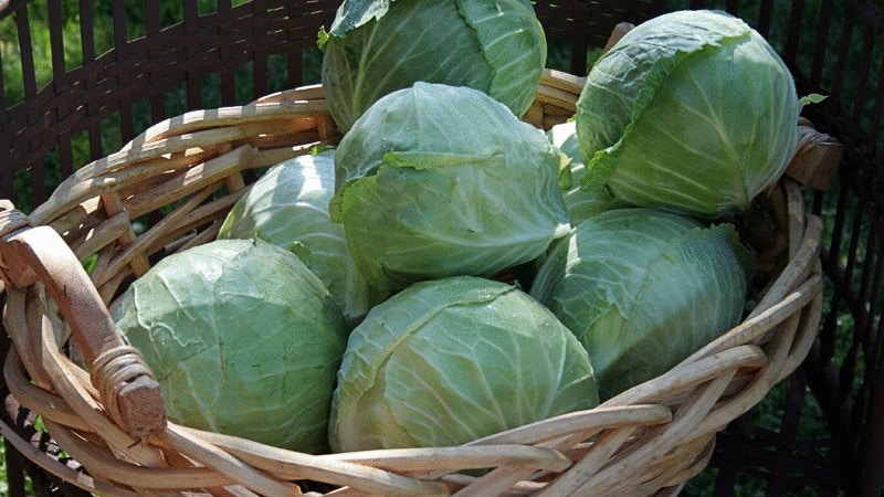 Universal cabbage variety Snow White with excellent taste