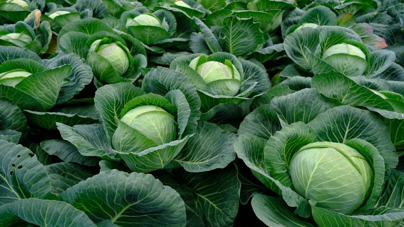 Late-ripening cabbage hybrid Kolobok f1 for winter storage