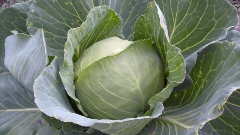Resistant late-ripening cabbage hybrid Valentina f1