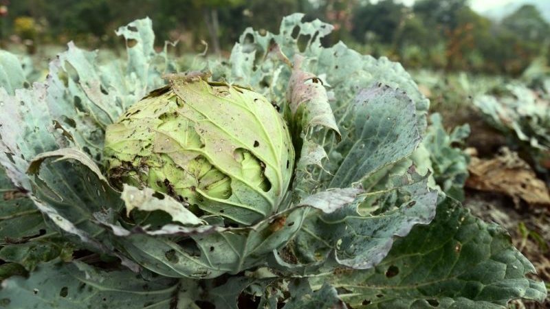 Resistant late-ripening cabbage hybrid Valentina f1
