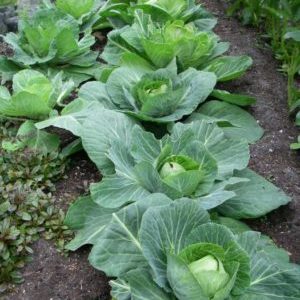 Resistant late-ripening cabbage hybrid Valentina f1