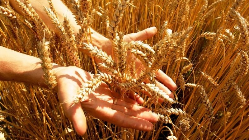 What is wheat gluten, how is it determined and what does it affect?