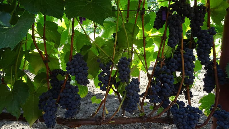What properties should uncovered grape varieties have and which ones are considered the best?