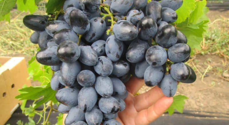 A selection of the best holistically sustainable grape varieties and recommendations for their selection