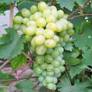 A selection of the best holistically sustainable grape varieties and recommendations for their selection