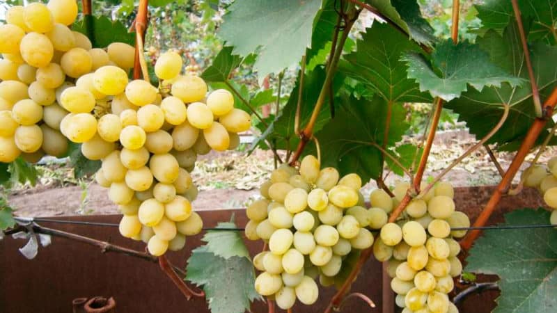 What are autochthonous grape varieties and which ones are the most popular?