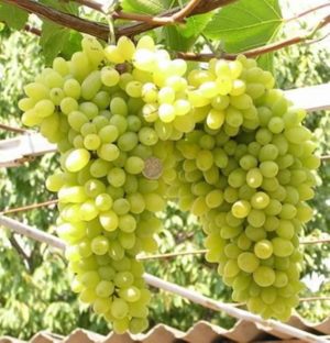 A selection of the best holistically sustainable grape varieties and recommendations for their selection
