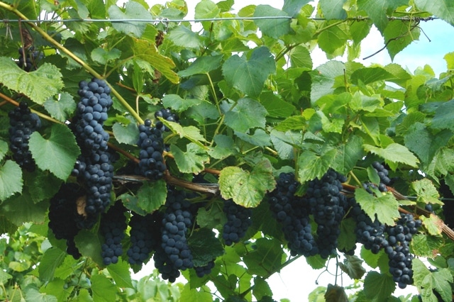 The best grape varieties for the Moscow region: characteristics and descriptions, tips for choosing