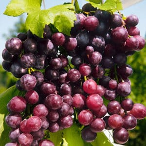 Uncovered grape varieties for the Leningrad region