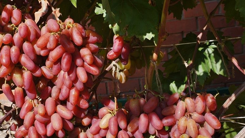 Uncovered grape varieties for the Leningrad region