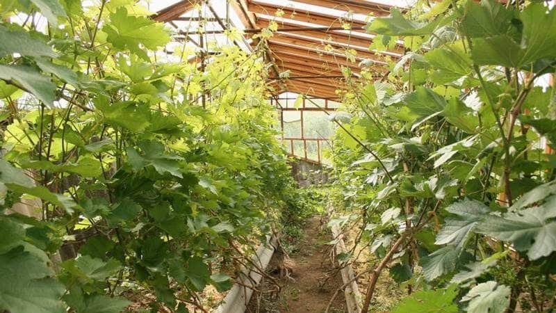 How and what to feed grapes in July in the Middle Zone