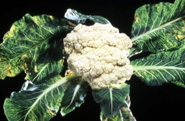Diseases and pests on cauliflower and methods of combating them