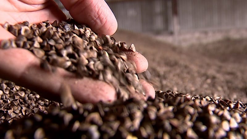 Appearance and preparation of buckwheat seeds for sowing