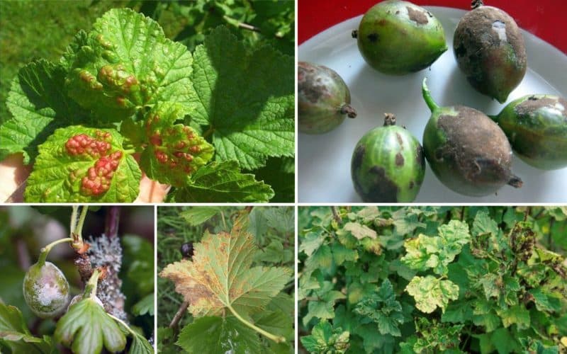 How to treat currant and gooseberry bushes in the spring against pests and diseases