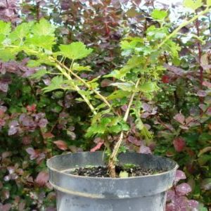 All about planting gooseberries with closed and open root systems