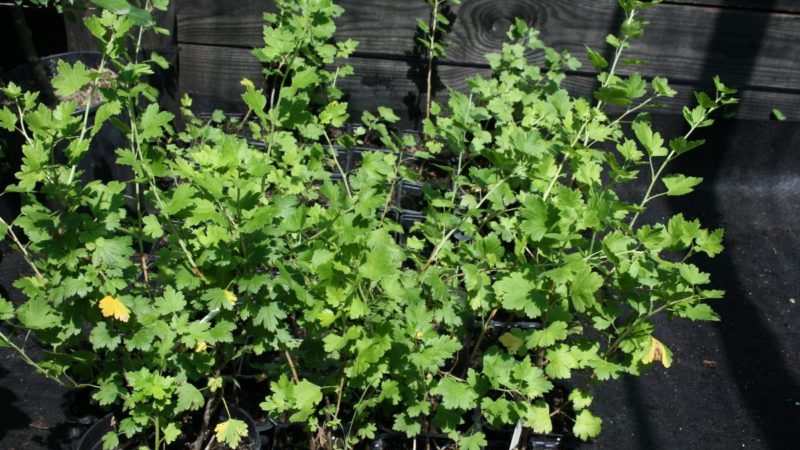 All about planting gooseberries with closed and open root systems