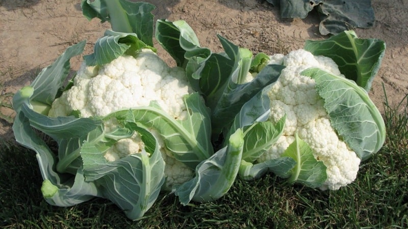 Is cauliflower afraid of frost?