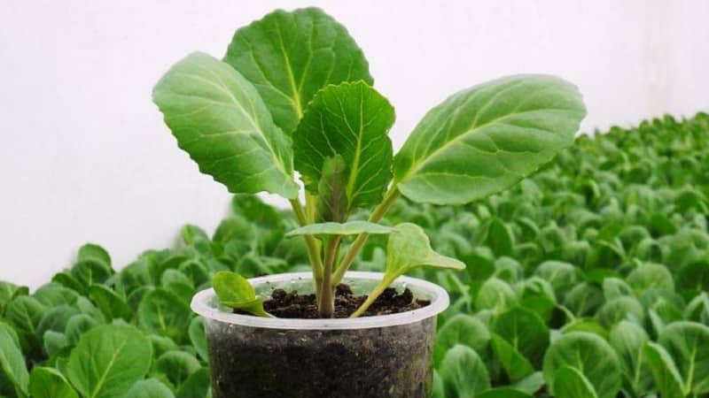 Growing and caring for cauliflower in open ground