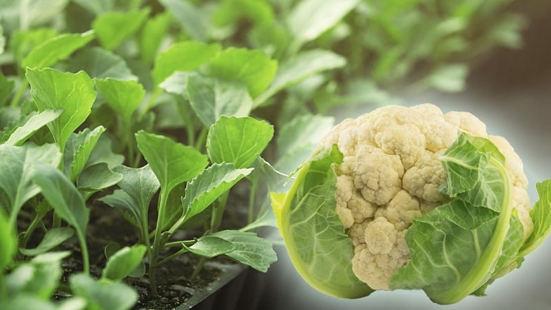 Growing and caring for cauliflower in open ground