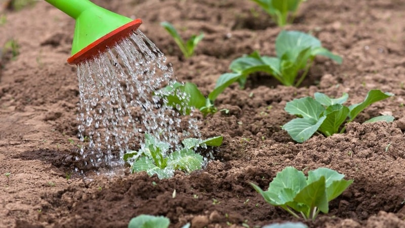 Growing and caring for cauliflower in open ground