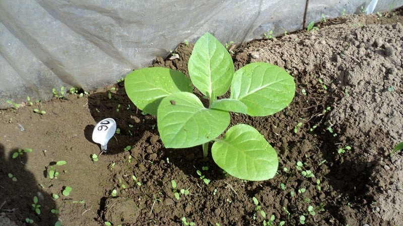 Technology for growing tobacco in open ground, greenhouses and at home