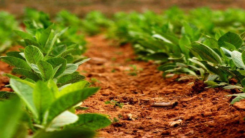 Technology for growing tobacco in open ground, greenhouses and at home