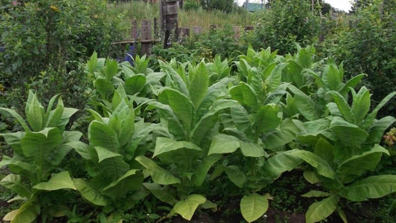 Step-by-step instructions for fermenting tobacco in the microwave for beginners