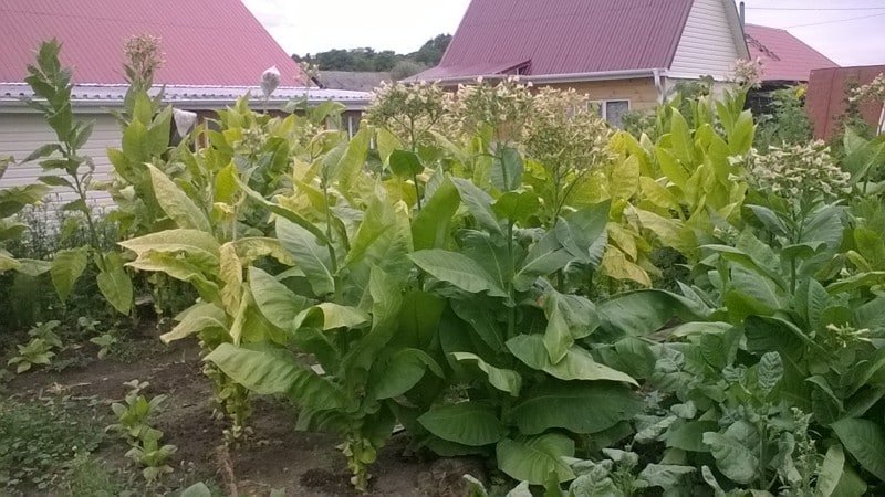 Technology for growing tobacco in open ground, greenhouses and at home