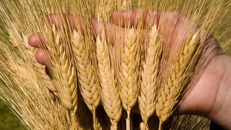 What is wheat gluten, how is it determined and what does it affect?