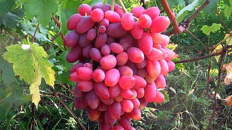 Uncovered grape varieties for the Leningrad region