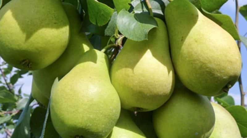 The best self-fertile pear varieties: growing features