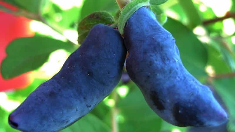 The best varieties of edible honeysuckle for Belarus
