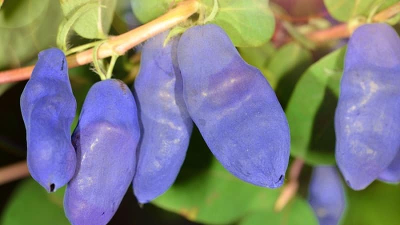 The best varieties of edible honeysuckle