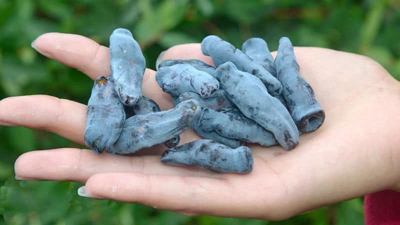The best varieties of edible honeysuckle for Belarus