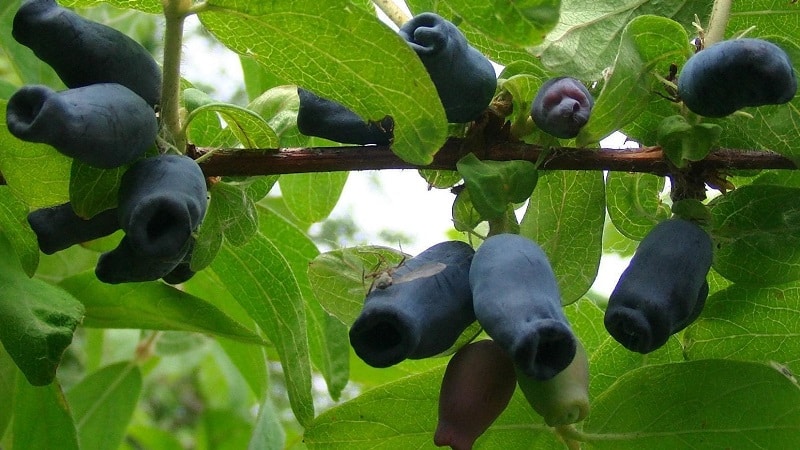 Bakchar honeysuckle - characteristics, description, productivity