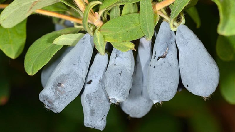 Bakchar honeysuckle - characteristics, description, productivity